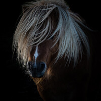 Buy canvas prints of Shetland Pony Portrait by Sue MacCallum- Stewart