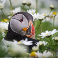 Buy canvas prints of A puffin surrounded by daisies by Sue MacCallum- Stewart