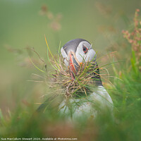 Buy canvas prints of A puffin with nesting material by Sue MacCallum- Stewart