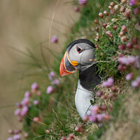 Buy canvas prints of A puffin surrounded by sea pinks by Sue MacCallum- Stewart