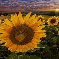 Buy canvas prints of Sunflower Field Forever by Susan Candelario