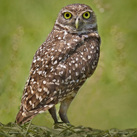Buy canvas prints of Burrowing Owl by Susan Candelario