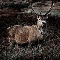 Buy canvas prints of Stag by Gillian Sweeney