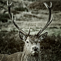 Buy canvas prints of Stag by Gillian Sweeney