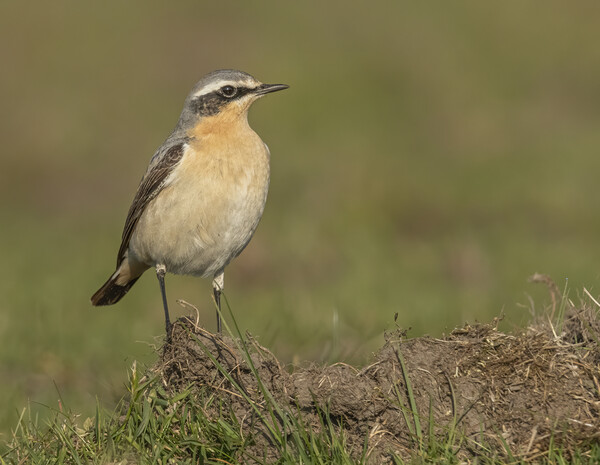 Female Northern Wheatear Picture Board by Jonathan Thirkell