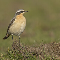 Buy canvas prints of Female Northern Wheatear by Jonathan Thirkell