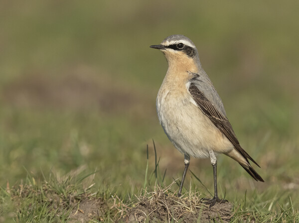 Female Northern Wheatear  Picture Board by Jonathan Thirkell