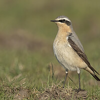 Buy canvas prints of Female Northern Wheatear  by Jonathan Thirkell