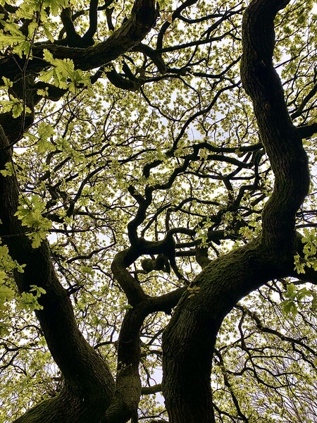 Tree Pattern Picture Board by Jonathan Thirkell