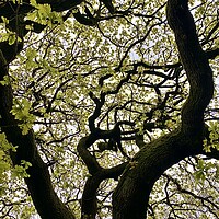 Buy canvas prints of Tree Pattern by Jonathan Thirkell