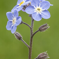 Buy canvas prints of Forget Me Nots by Jonathan Thirkell