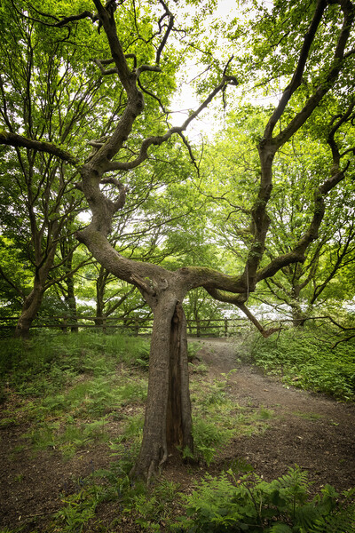 Branching Tree At Clifton Country Park Picture Board by Jonathan Thirkell