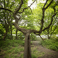 Buy canvas prints of Branching Tree At Clifton Country Park by Jonathan Thirkell