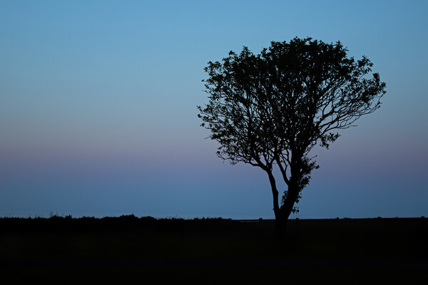 Lone tree at sunset Filey Coast East Yorkshire Picture Board by Jonathan Thirkell