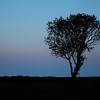 Buy canvas prints of Lone tree at sunset Filey Coast East Yorkshire by Jonathan Thirkell