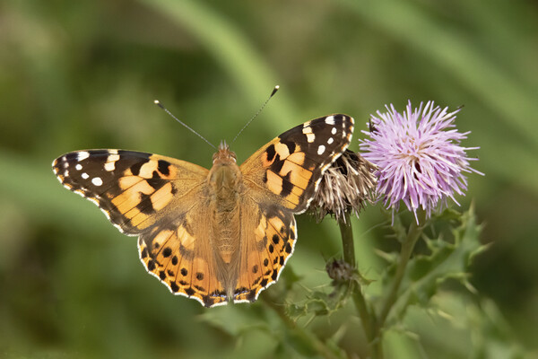Painted Lady Butterfly And Thistle Flower Picture Board by Jonathan Thirkell