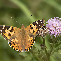 Buy canvas prints of Painted Lady Butterfly And Thistle Flower by Jonathan Thirkell