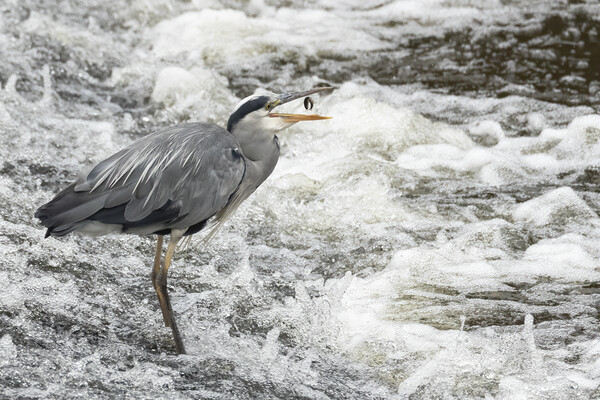 Grey Heron Going Fishing Picture Board by Jonathan Thirkell