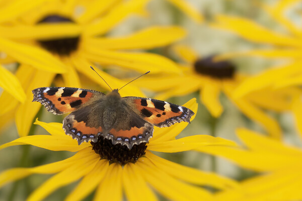 Small Tortoiseshell Butterfly Picture Board by Jonathan Thirkell