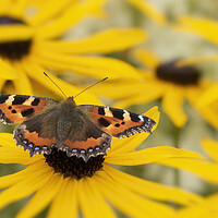 Buy canvas prints of Small Tortoiseshell Butterfly by Jonathan Thirkell