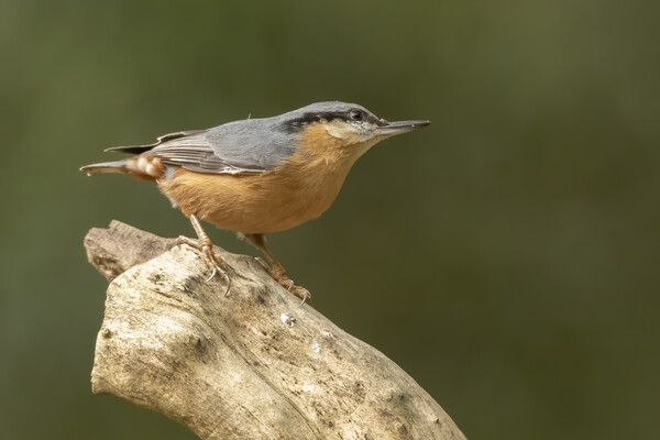 Nuthatch bird in Leigh Greater Manchester Picture Board by Jonathan Thirkell