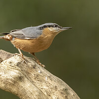 Buy canvas prints of Nuthatch bird in Leigh Greater Manchester by Jonathan Thirkell
