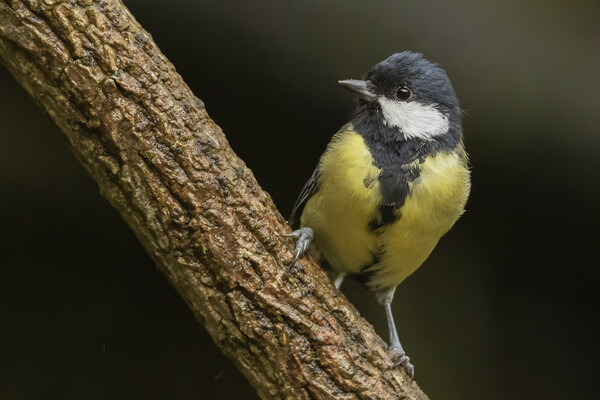 Great Tit Parus major Picture Board by Jonathan Thirkell