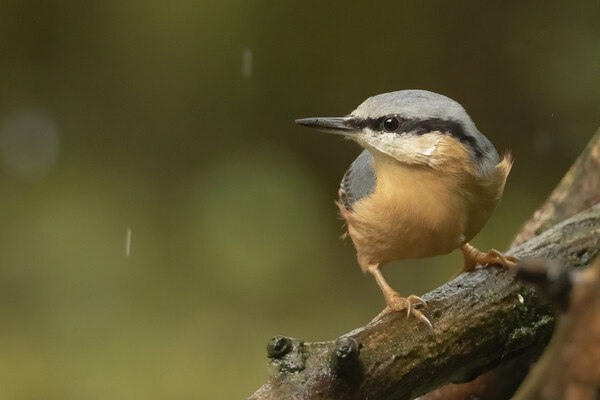 Nuthatch bird in the rain Picture Board by Jonathan Thirkell
