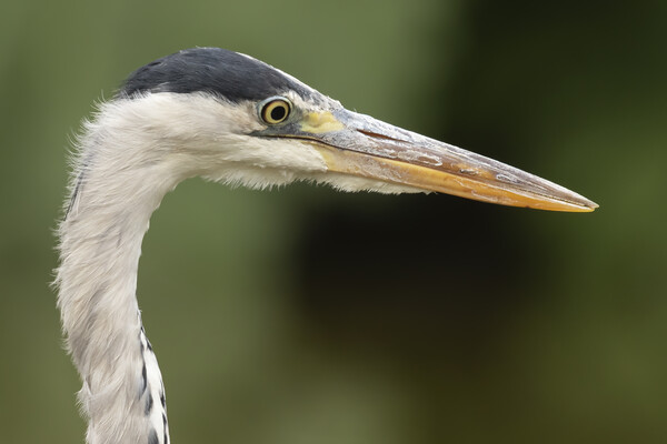 Grey Heron Side Profile Picture Board by Jonathan Thirkell