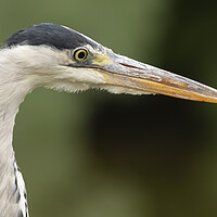 Buy canvas prints of Grey Heron Side Profile by Jonathan Thirkell