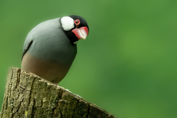 Java Sparrow Padda oryzivora bird Picture Board by Jonathan Thirkell