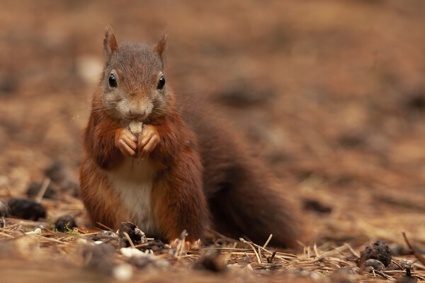Red squirrel eating a nut a Formby Picture Board by Jonathan Thirkell