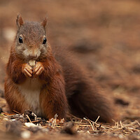 Buy canvas prints of Red squirrel eating a nut a Formby by Jonathan Thirkell