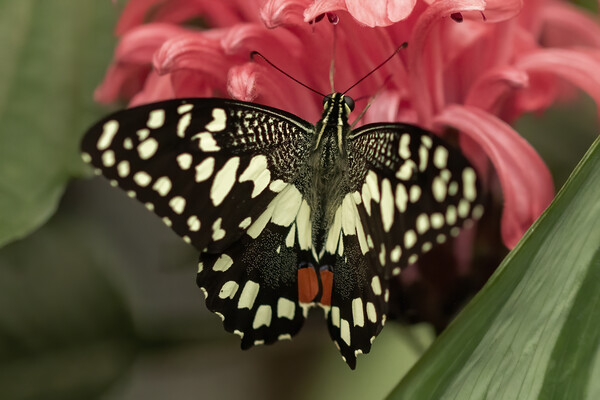 Lime swallowtail butterfly Picture Board by Jonathan Thirkell