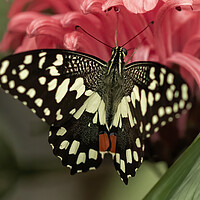 Buy canvas prints of Lime swallowtail butterfly by Jonathan Thirkell