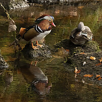 Buy canvas prints of Mr and Mrs Mandarin Duck by Jonathan Thirkell