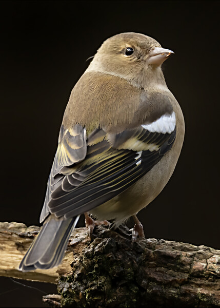Female Chaffinch Bird Picture Board by Jonathan Thirkell