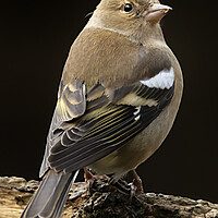 Buy canvas prints of Female Chaffinch Bird by Jonathan Thirkell