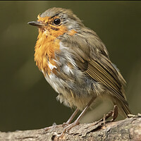 Buy canvas prints of Windswept Robin Red Breat by Jonathan Thirkell