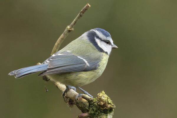 Blue Tit Bird Resting Picture Board by Jonathan Thirkell