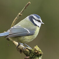 Buy canvas prints of Blue Tit Bird Resting by Jonathan Thirkell