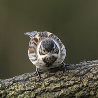 Buy canvas prints of Reed Bunting Bird by Jonathan Thirkell
