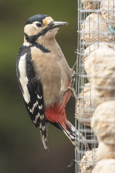 Great spotted woodpecker Picture Board by Jonathan Thirkell