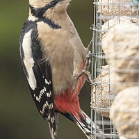 Buy canvas prints of Great spotted woodpecker by Jonathan Thirkell