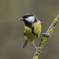 Buy canvas prints of Great Tit by Jonathan Thirkell