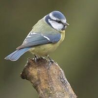 Buy canvas prints of Blue Tit  by Jonathan Thirkell