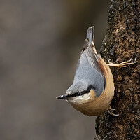 Buy canvas prints of Nuthatch Classic Pose by Jonathan Thirkell