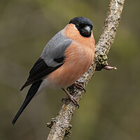 Buy canvas prints of Male Bullfinch in the rain by Jonathan Thirkell