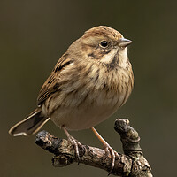 Buy canvas prints of Reed Bunting by Jonathan Thirkell