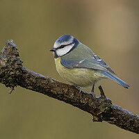 Buy canvas prints of Blue Tit Perching by Jonathan Thirkell